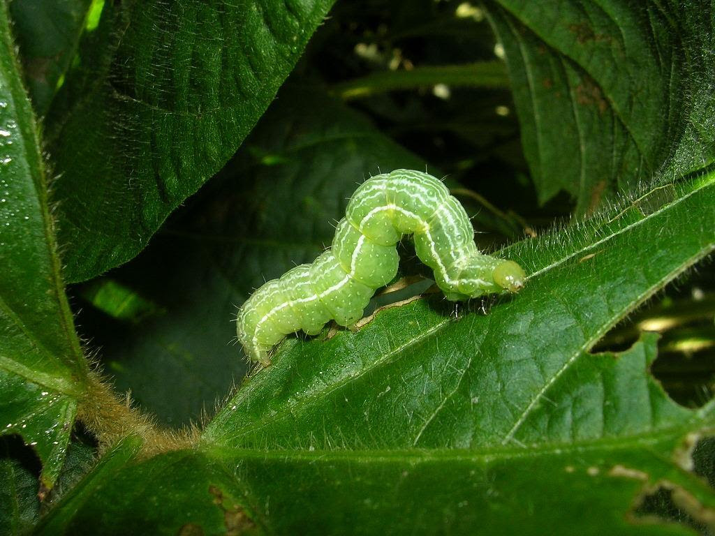 La evolución en el control de plagas con menor impacto ambiental