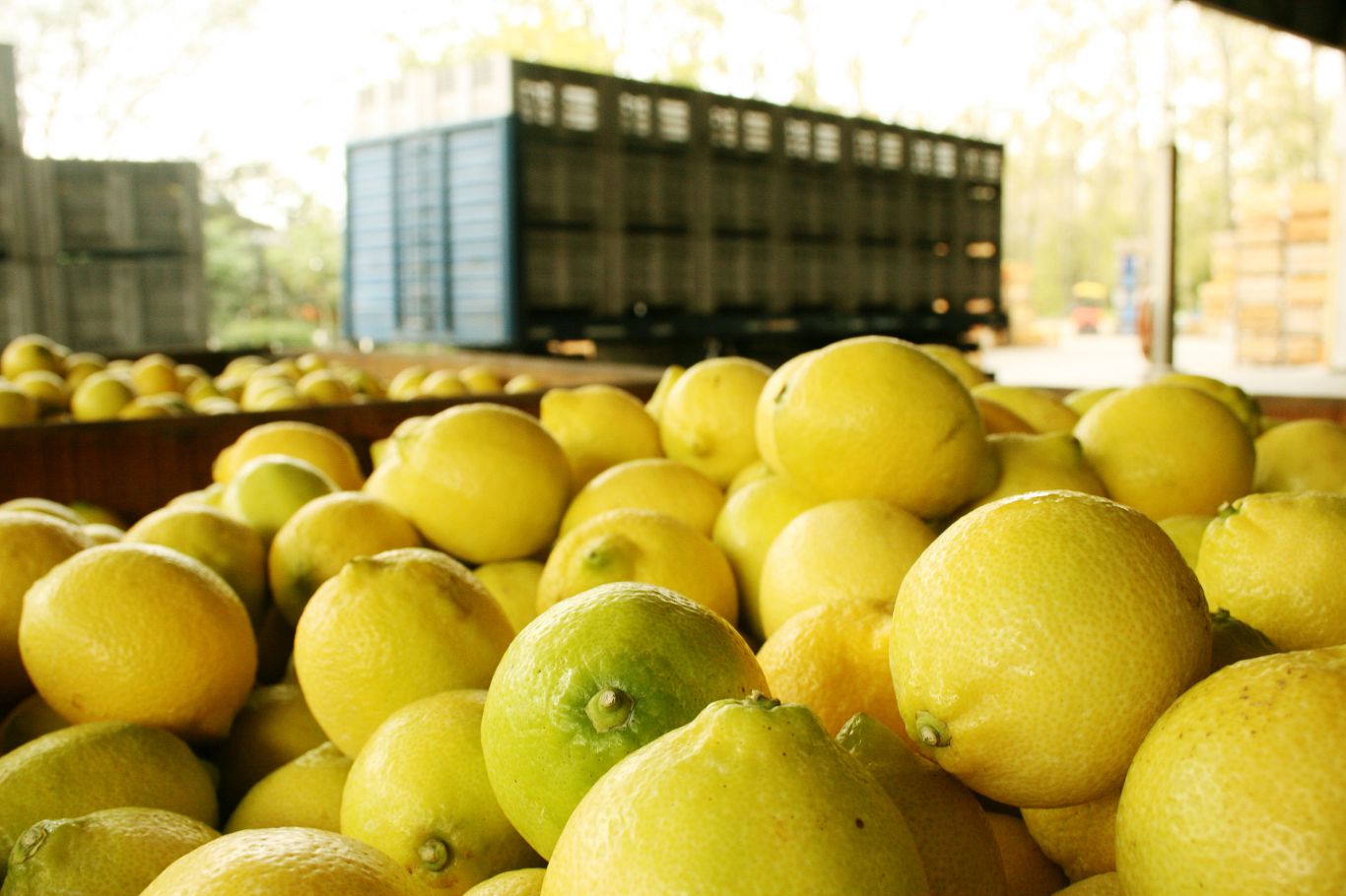 Argentina implementa sistema de monitoreo antidumping para exportación de jugo de limón a EE.UU.