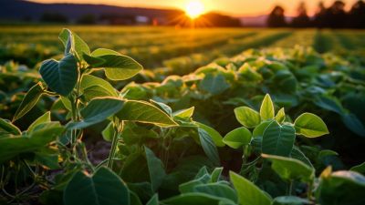 Clima incierto: la disipación de La Niña no garantiza estabilidad en el agro del Cono Sur
