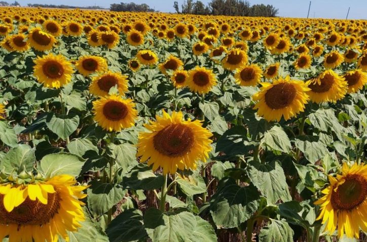 Las lluvias mejoran la condición de los cultivos de gruesa en Argentina