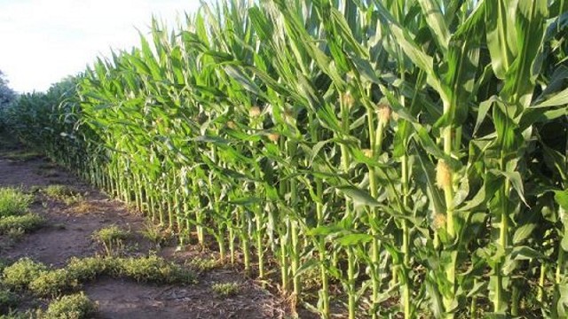 Las lluvias mejoran la condición de los cultivos de gruesa en Argentina