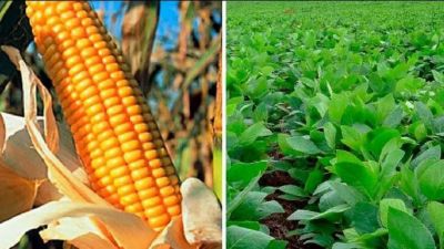  Las lluvias mejoran la condición de los cultivos de gruesa en Argentina