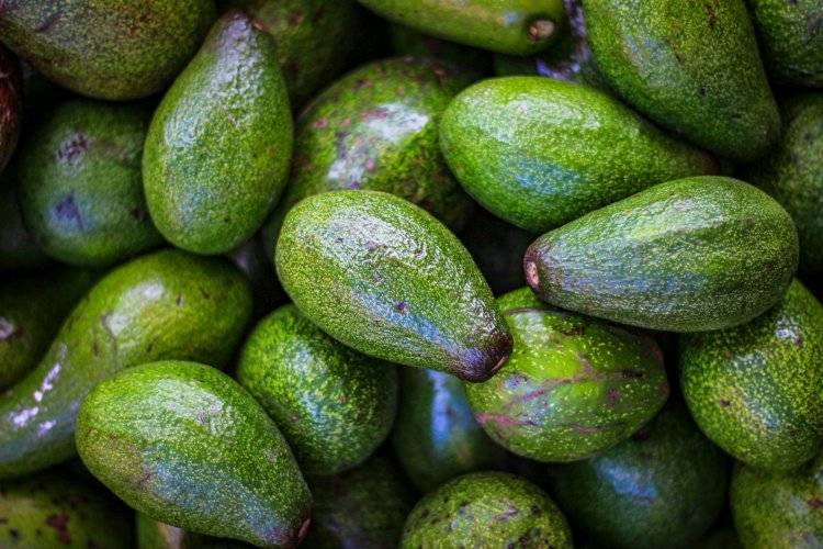 Exportaciones de palta mexicana se mantienen estables de cara al Super Bowl pese a tensión comercial con EE.UU.
