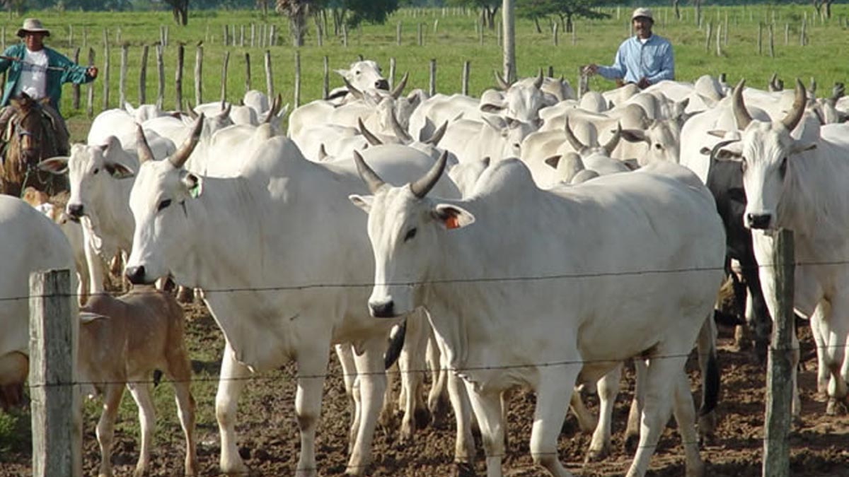 Productores bolivianos en emergencia tras prohibición de exportación de carne