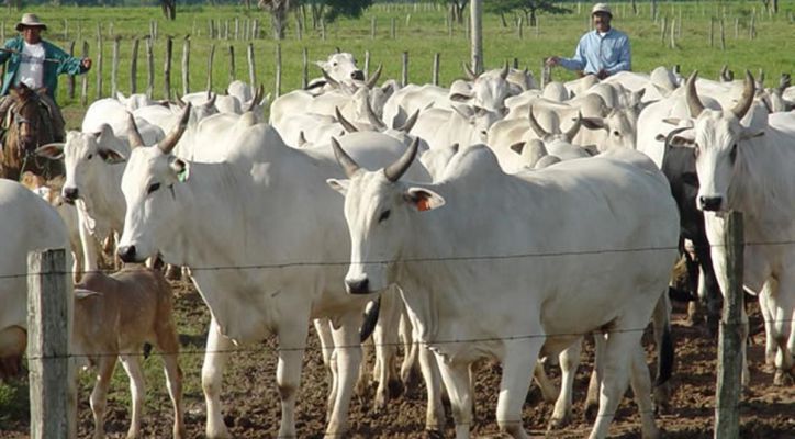 Bolivia apuesta a la genética: herramientas de precisión para transformar la ganadería
