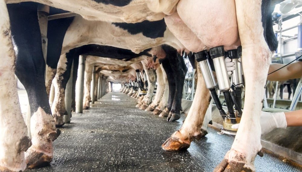 Incertidumbre en el sector lechero: proyecciones de crecimiento generan dudas