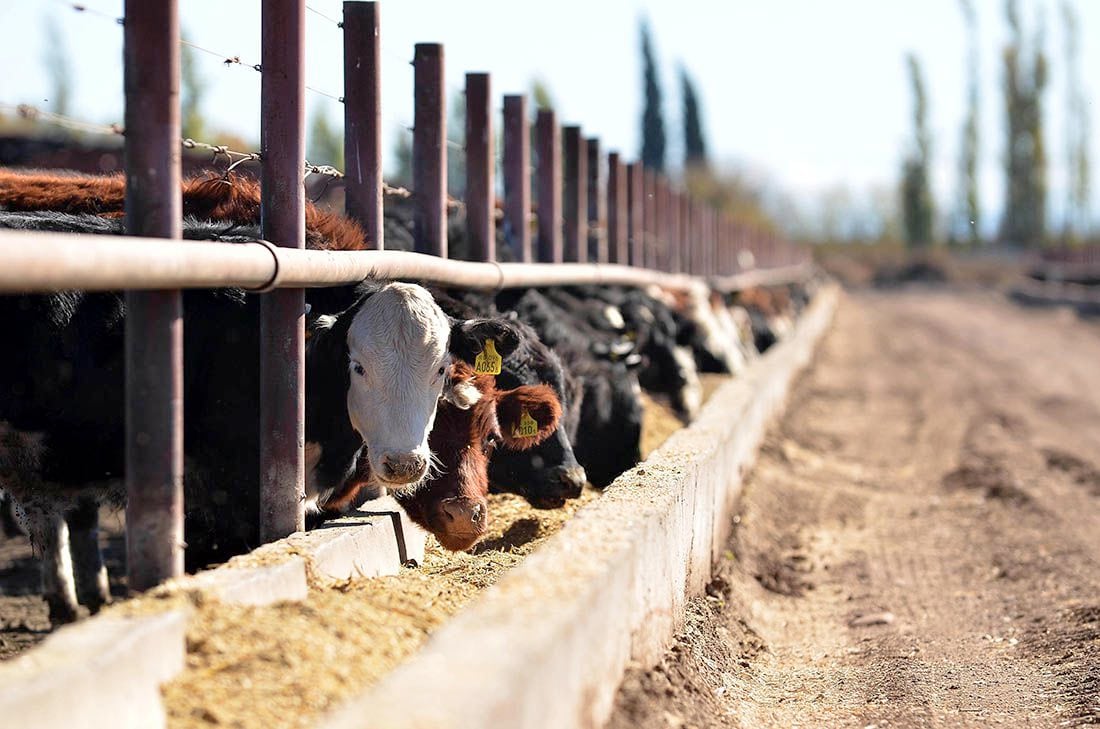 El precio de la hacienda supera al maíz y mejora la rentabilidad del feedlot
