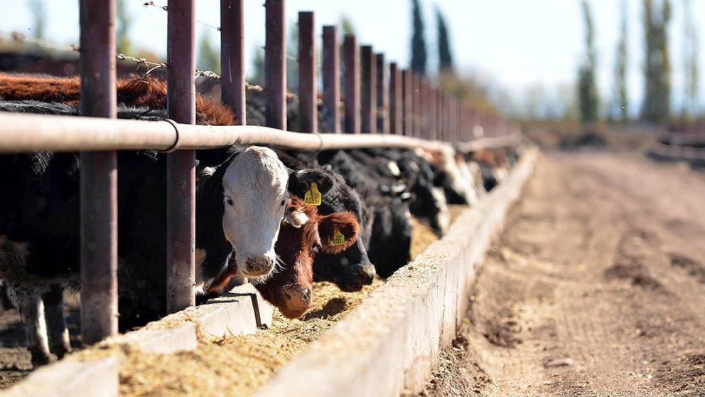 El precio de la hacienda supera al maz y mejora la rentabilidad del feedlot