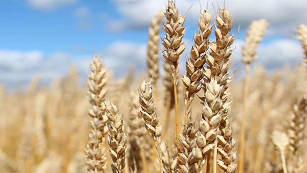 ¿Qué pierde el campo argentino con la reciente norma sobre cultivares?