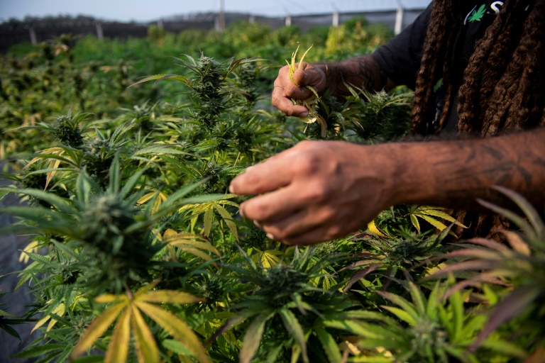 Brasil avanza en la investigación del cannabis con un ambicioso programa de Embrapa