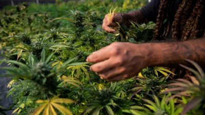 Brasil avanza en la investigación del cannabis con un ambicioso programa de Embrapa
