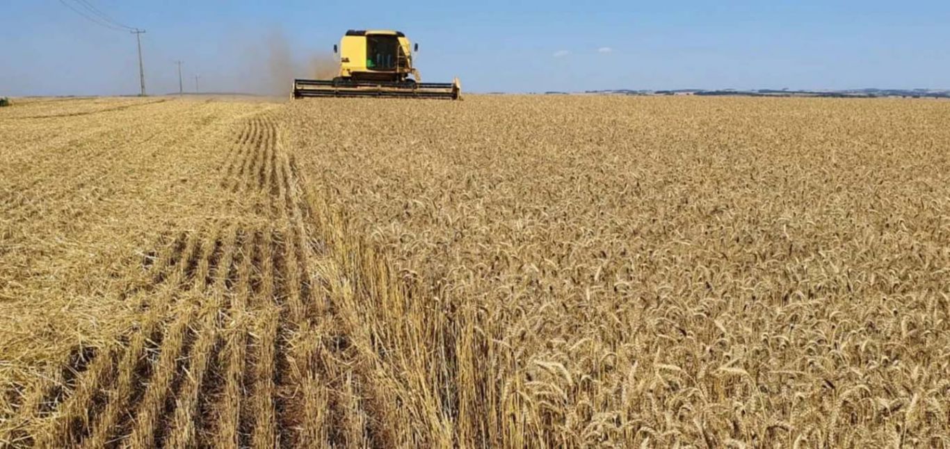 El frío que el campo esperaba: las heladas reactivan la siembra de trigo en la región núcleo