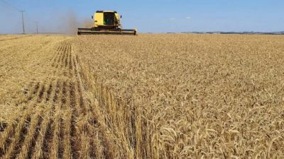 El frío que el campo esperaba: las heladas reactivan la siembra de trigo en la región núcleo