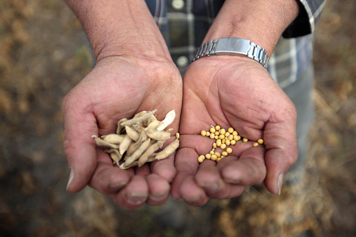 El Gobierno simplifica el registro de variedades vegetales para 10 cultivos
