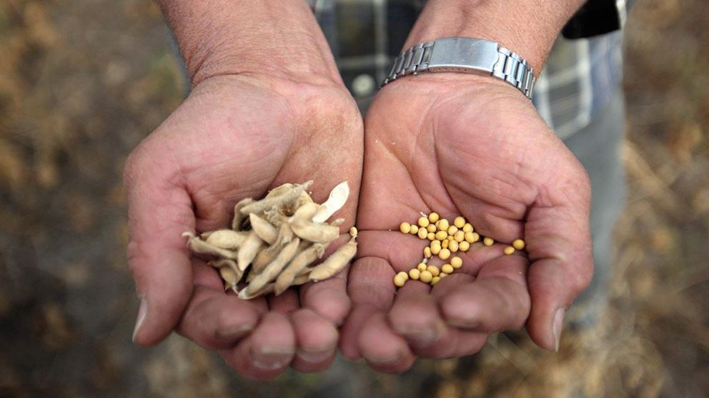 El Gobierno simplifica el registro de variedades vegetales para 10 cultivos