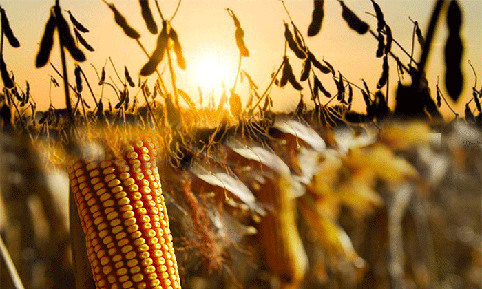 Impacto del clima en la campaña gruesa: la producción de maíz y soja cae en 7 millones de toneladas
