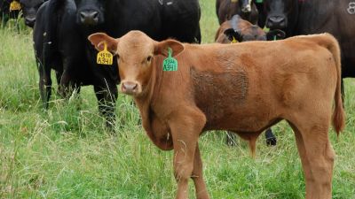 Novillo Mercosur al límite: Uruguay impone un nuevo récord y desata intriga en el Mercado