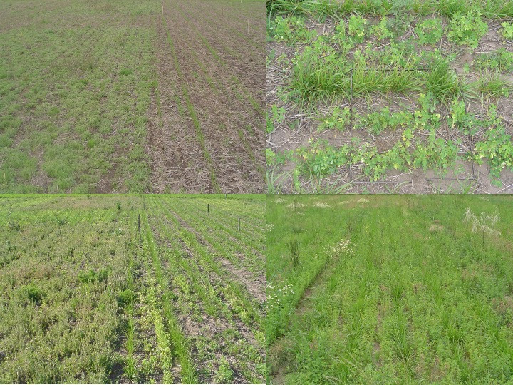 Control de malezas en pasturas perennes templadas: claves para optimizar la implantación y el rendimiento