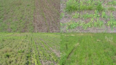 Control de malezas en pasturas perennes templadas: claves para optimizar la implantación y el rendimiento
