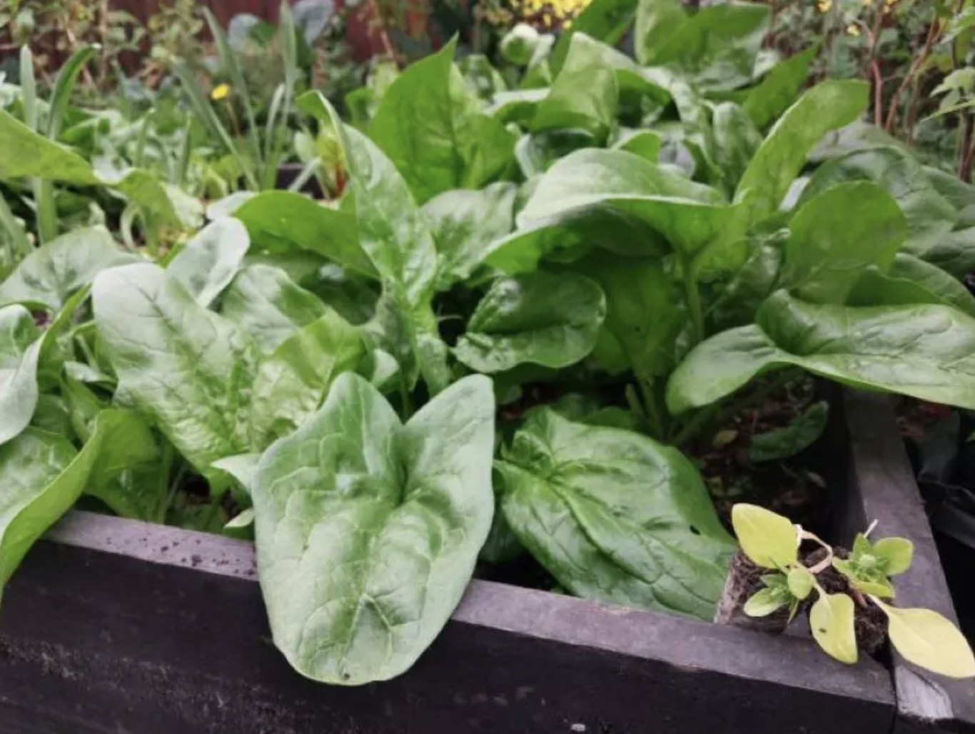 Agricultura en la Patagonia: cómo adaptar los cultivos al clima extremo de Tierra del Fuego