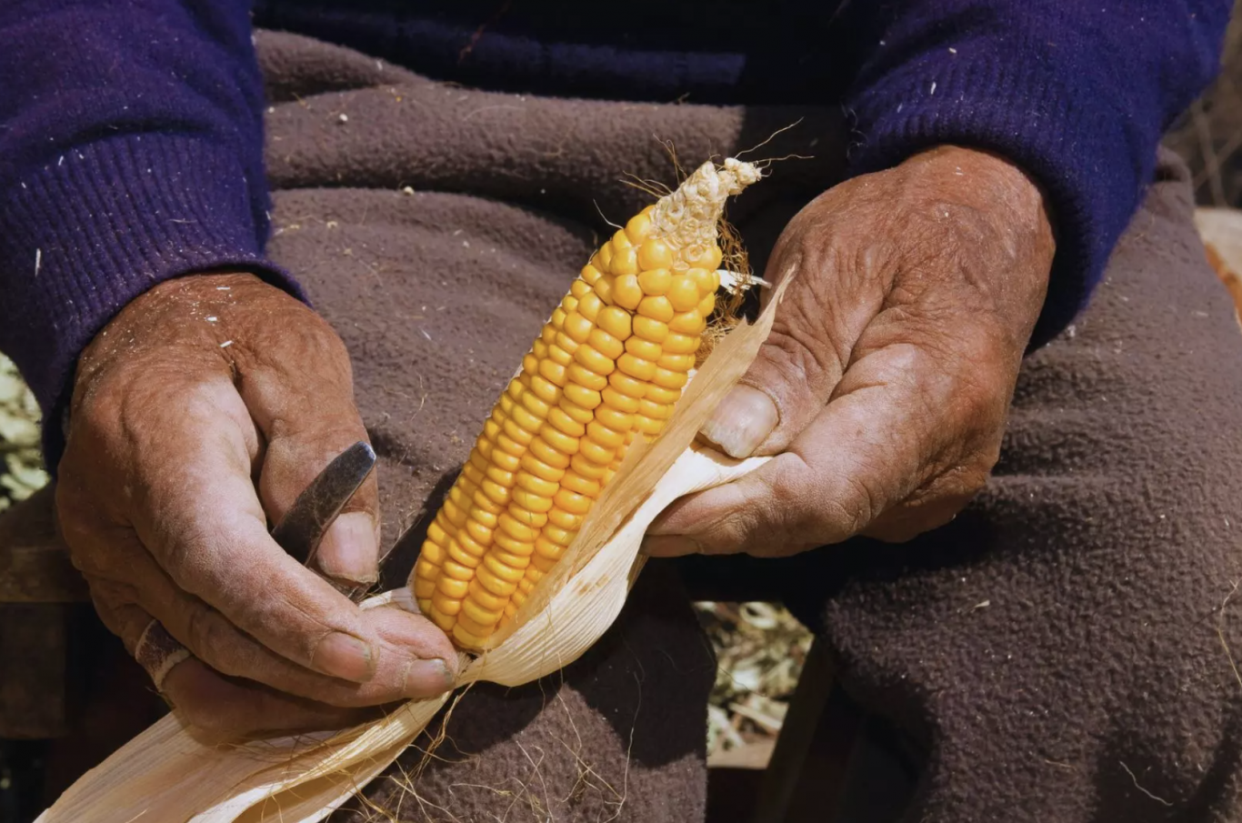 Rescate de cultivos andinos: un plan para recuperar la agrobiodiversidad en la Puna catamarqueña