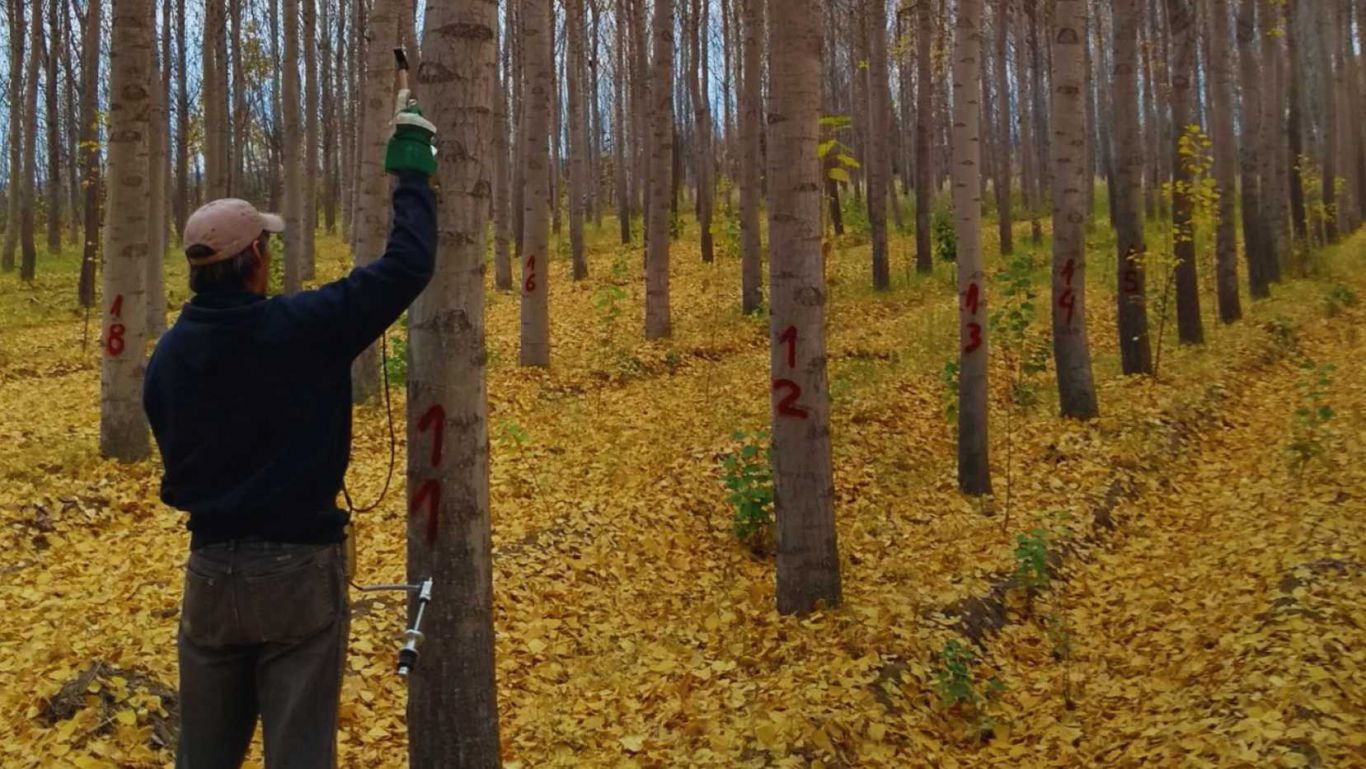El INTA evalúa la calidad de la madera de álamos en los valles irrigados