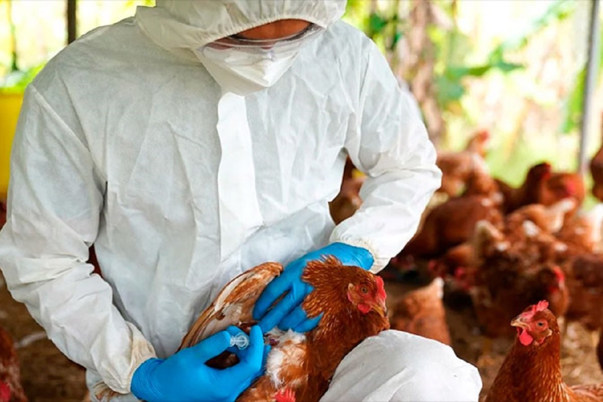 Brasil: brote de influenza aviar modifica la dinámica del mercado 