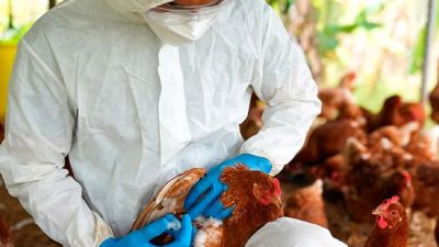 Brasil: brote de influenza aviar modifica la dinámica del mercado 