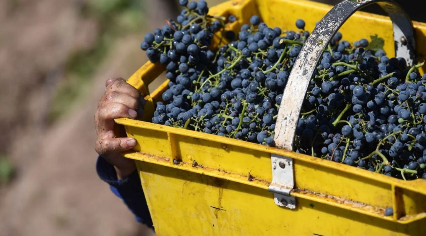 La cosecha vitivinícola crecerá 10% este año pero el sector pide bajar los costos logísticos y los impuestos