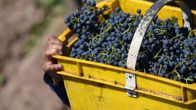 La cosecha vitivinícola crecerá 10% este año pero el sector pide bajar los costos logísticos y los impuestos