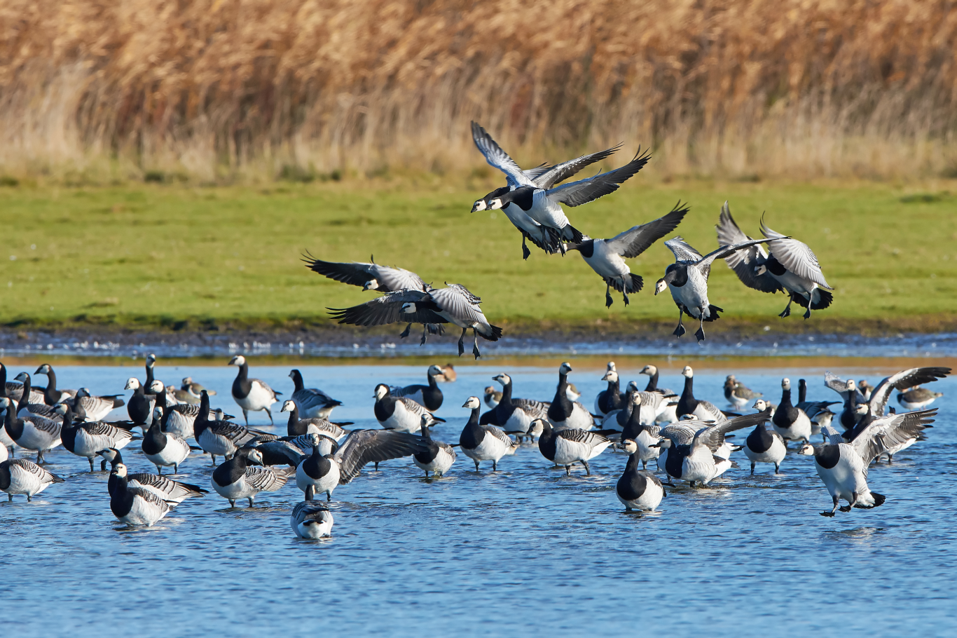 AgriNerds lanza herramienta para predecir movimientos de aves acuáticas y ayudar a prevenir la gripe aviar en granjas