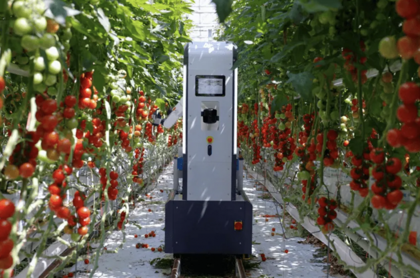 TTA-ISO presenta un robot de cosecha de tomates totalmente automatizado