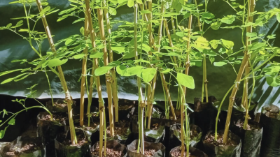 El INTA promueve la moringa como alternativa agrícola en Salta