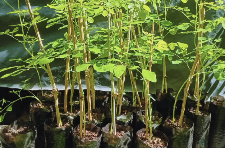 El INTA promueve la moringa como alternativa agrícola en Salta