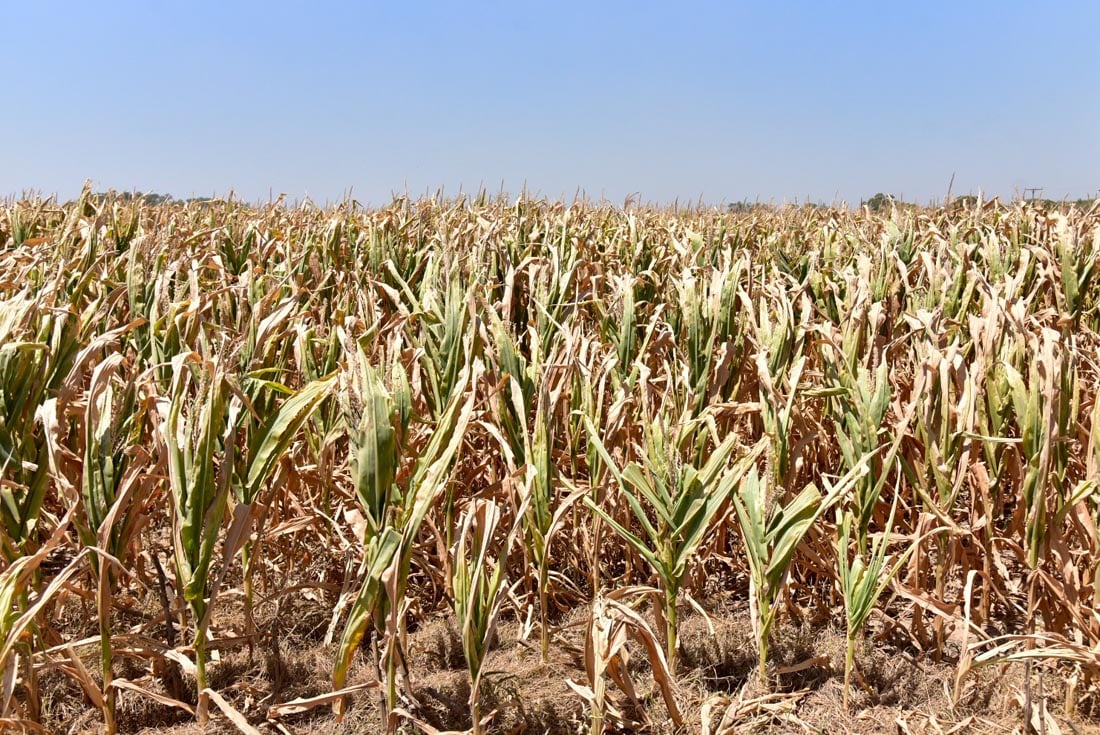 El calor y la falta de lluvias afectan gravemente al maíz en el norte de Córdoba
