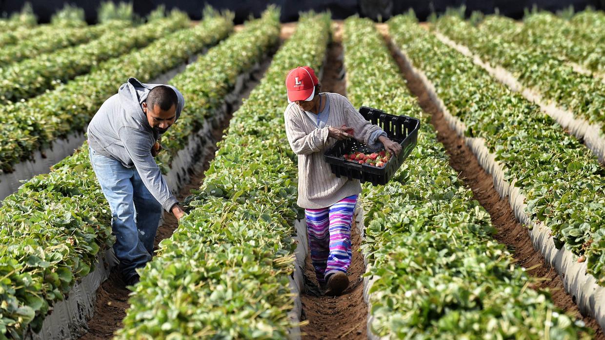 La Agricultura Peruana Rompe Récords sin Necesitar Subsidios: Un Desempeño Sobresaliente en 2024