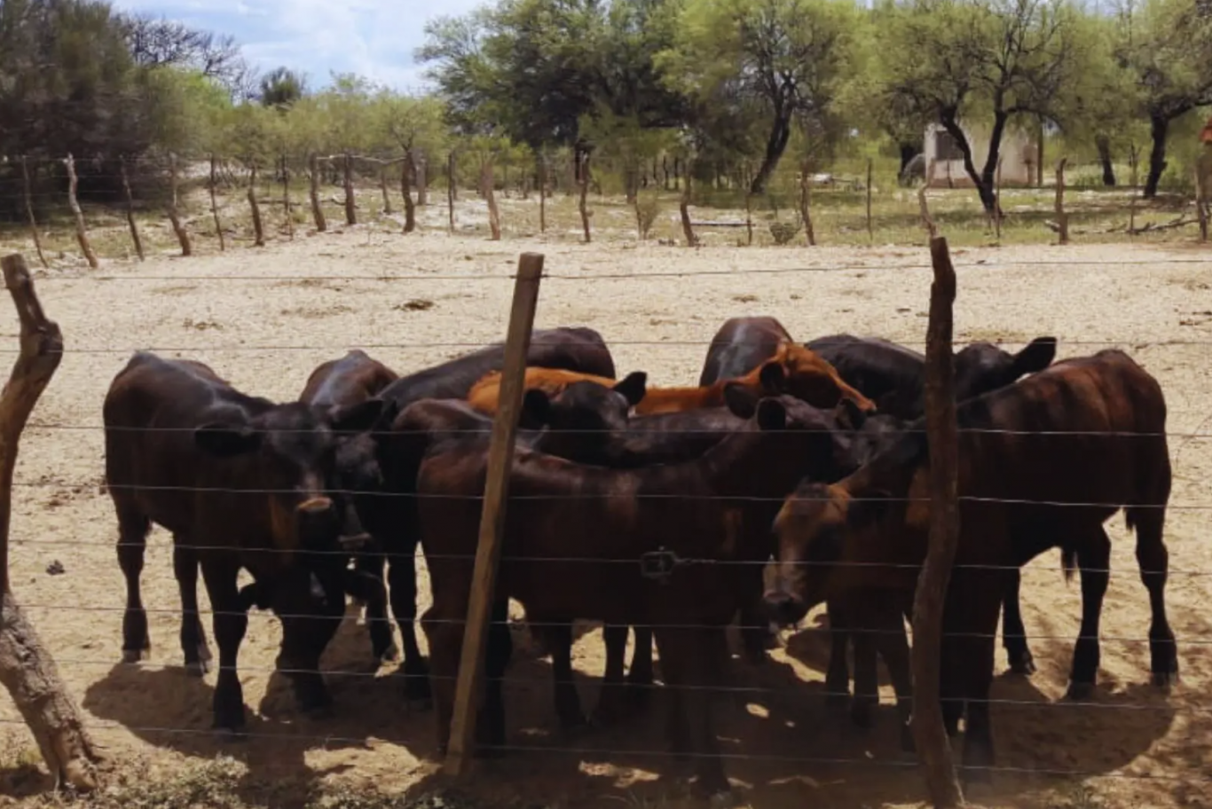 Tecnologías innovadoras impulsan la ganadería en los llanos riojanos