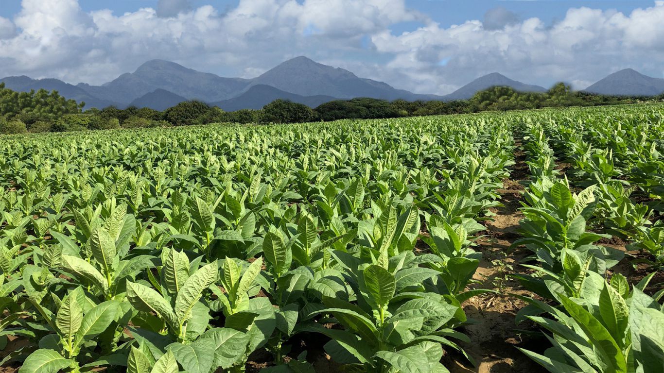 Habanos reporta récord de ventas en 2024 impulsado por el creciente mercado Asiátic