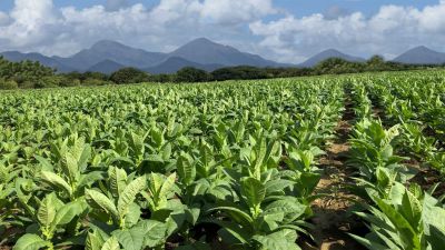 Habanos reporta récord de ventas en 2024 impulsado por el creciente mercado Asiátic