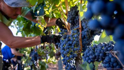 Las perspectivas del sector vitivinícola en Mendoza para 2025: un panorama desafiante