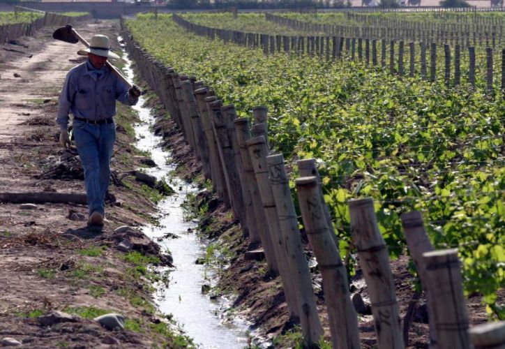 Las perspectivas del sector vitivinícola en Mendoza para 2025: un panorama desafiante