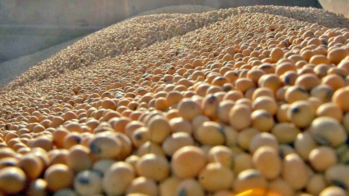 Semana volátil en los mercados de granos: subas para la soja, rebote técnico del maíz y caída del trigo