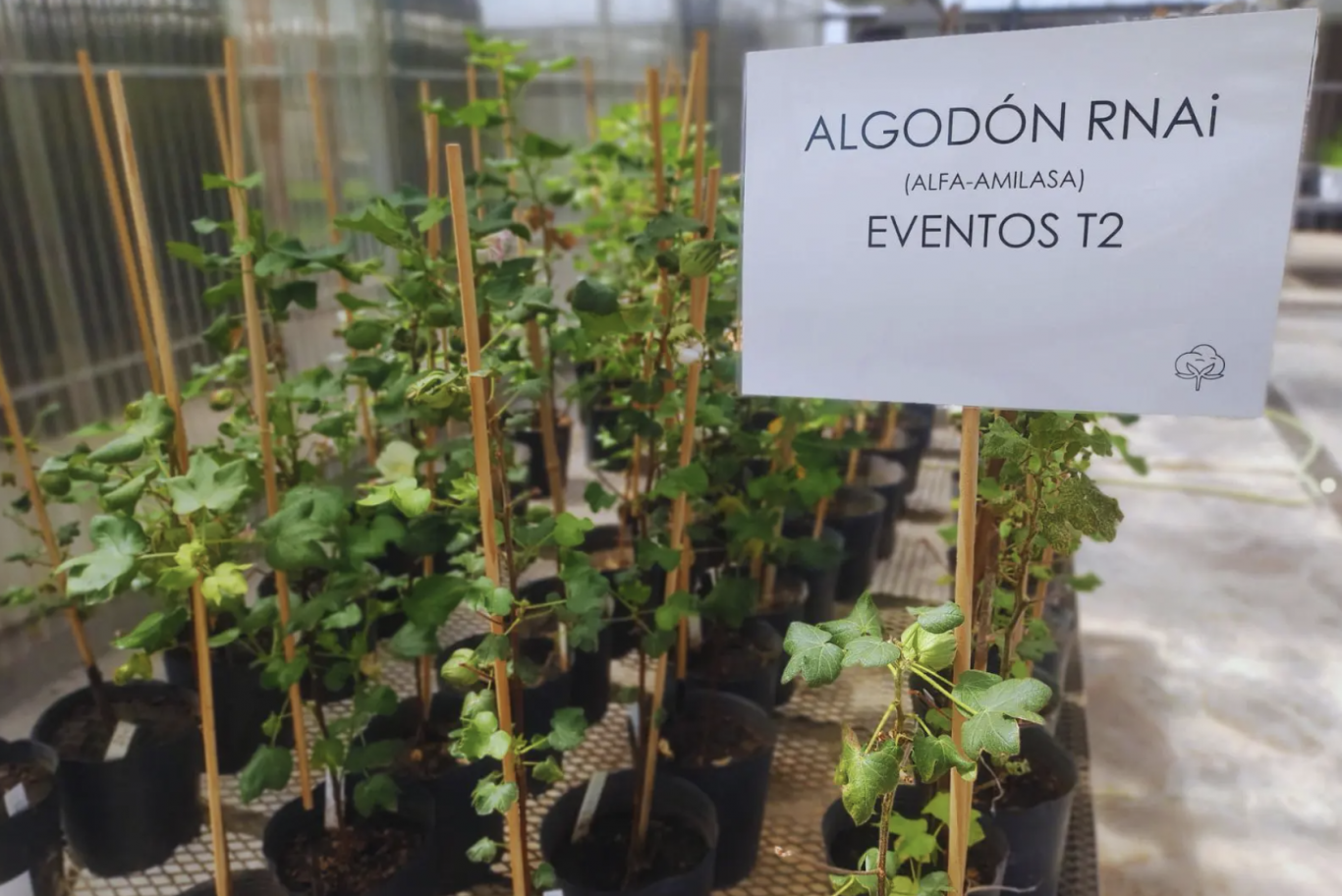 El INTA avanza en el desarrollo de un algodón resistente al picudo utilizando tecnología de ARN de interferencia