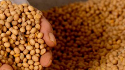 El maíz y la soja cierran con pérdidas en Chicago mientras el trigo se mantiene firme por señales mixtas