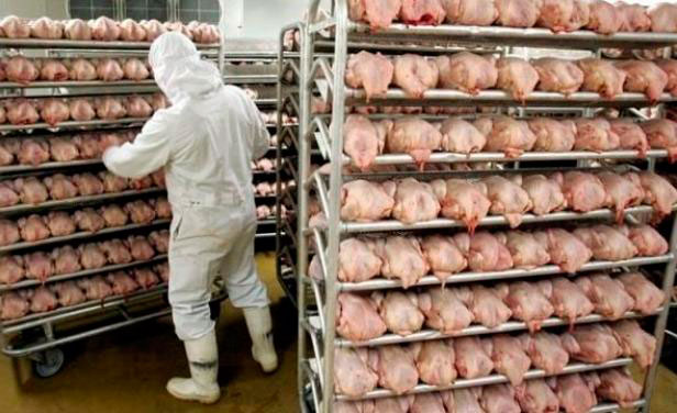  BRF, el mayor exportador de pollo del mundo, reporta ganancias récord en el cuarto trimestre y para todo 2024