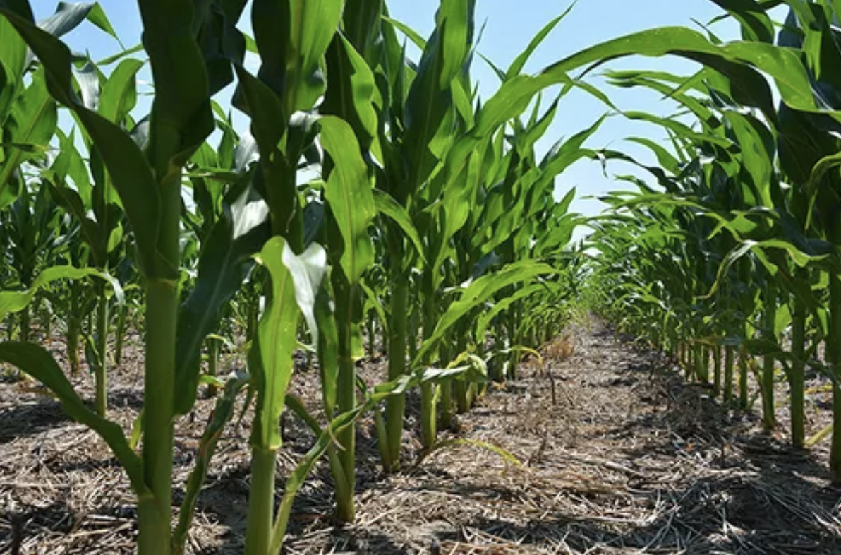 USDA prevé más siembra de maíz y trigo, pero menos de soja para 2025/2026 en EE.UU