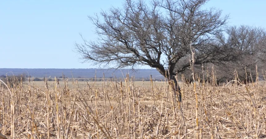 Declaran emergencia agropecuaria en La Pampa