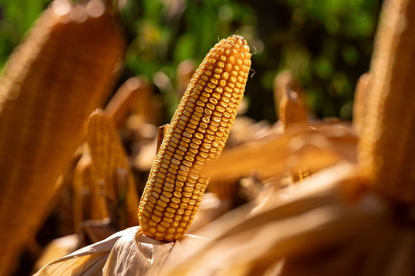 NK revoluciona Expoagro 2025 con su nuevo maíz y soluciones integradas para el productor
