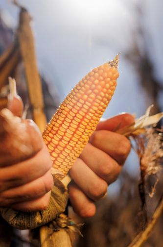 NK revoluciona Expoagro 2025 con su nuevo maíz y soluciones integradas para el productor
