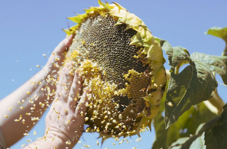 NK revoluciona Expoagro 2025 con su nuevo maíz y soluciones integradas para el productor